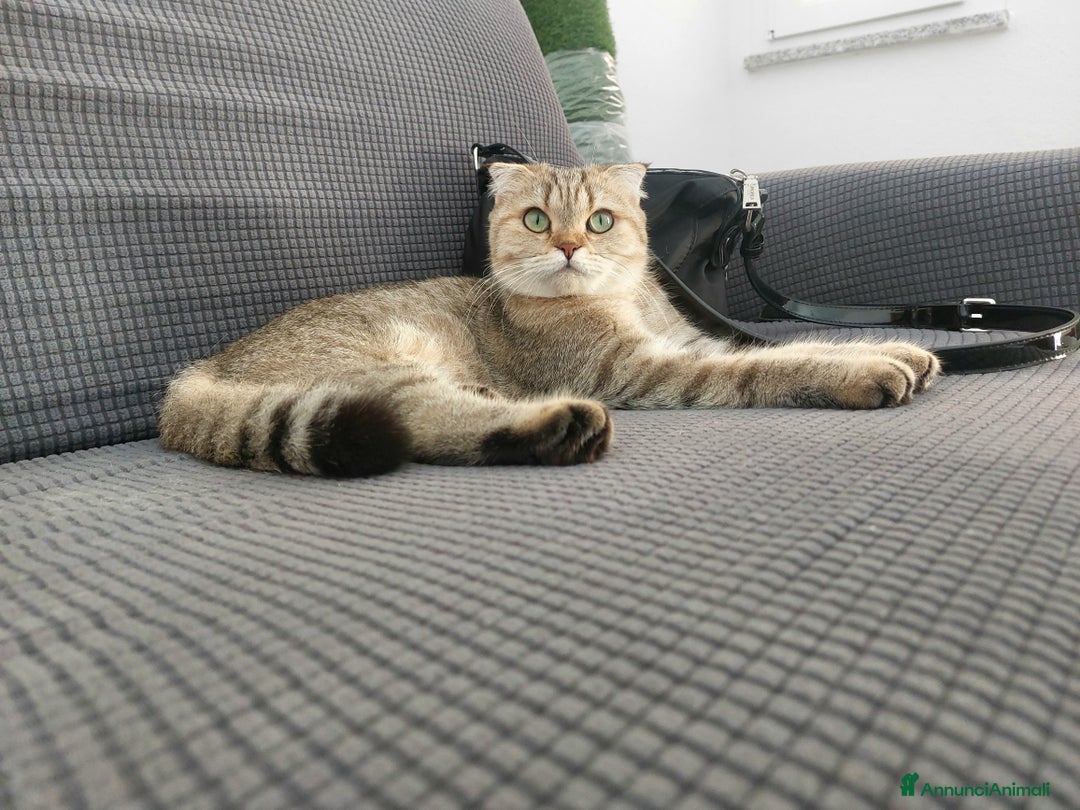 Scottish gatti per accoppiamento: Cerco fidanzato scottish straight a Bologna - Annuncio 4