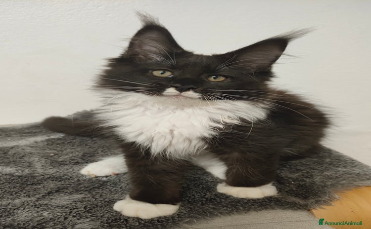 Maine Coon gatti a Città Metropolitana di Venezia - Annuncio 16