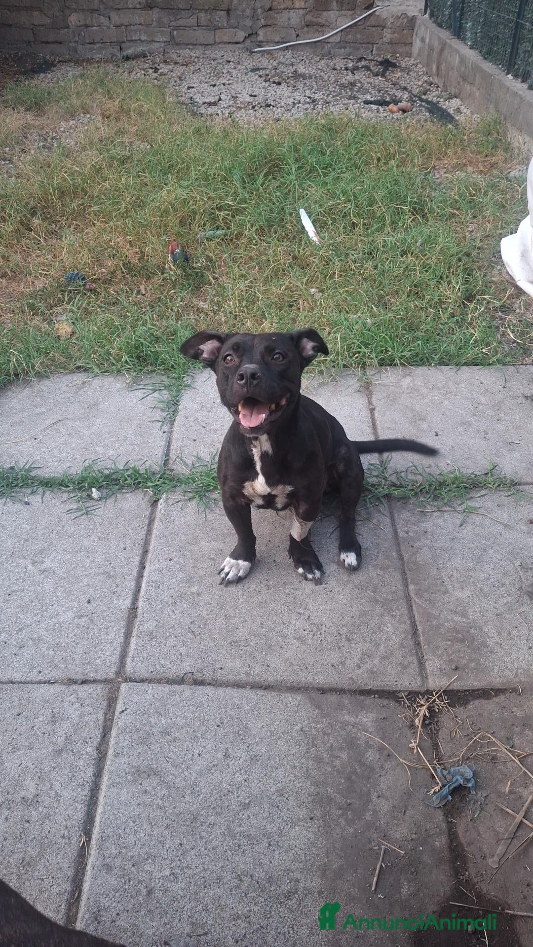 Staffordshire cani Louise - Annuncio 24