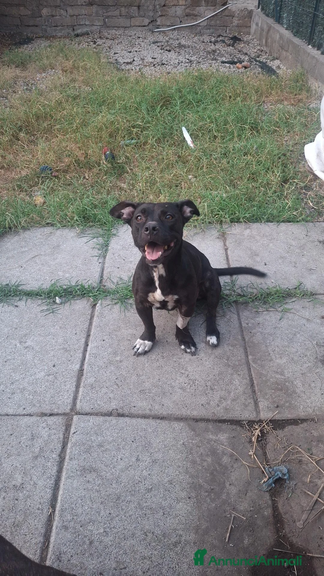 Staffordshire cani in regalo: Louise - Annuncio 1