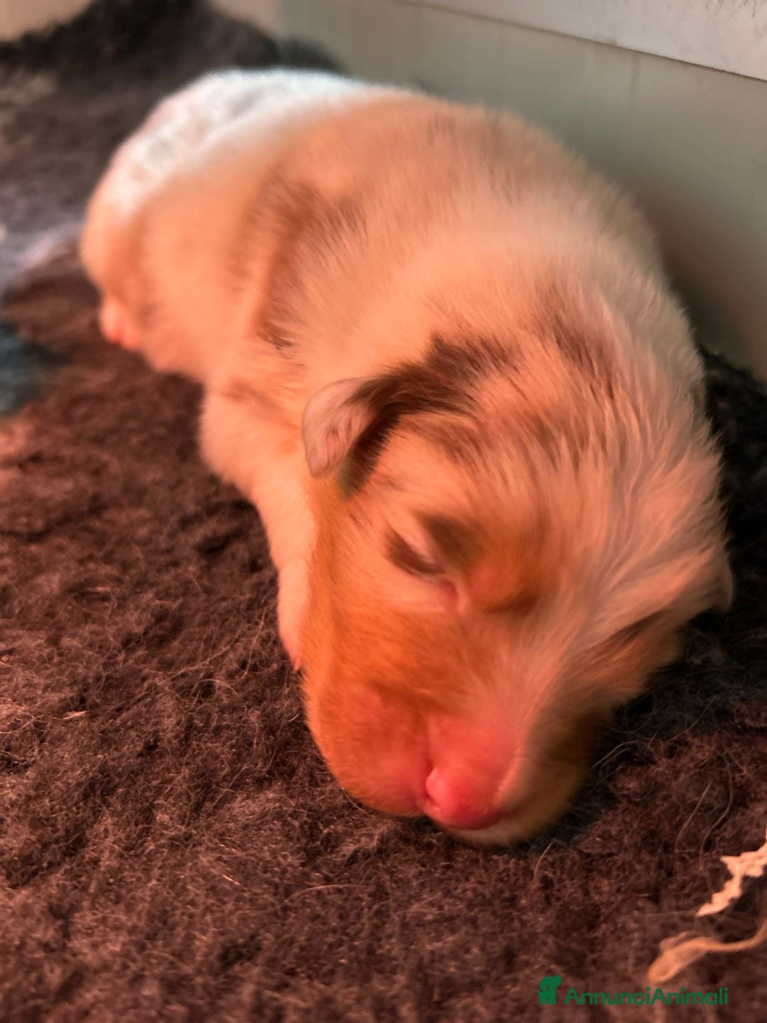 Australian Shepherd cani in vendita: Cuccioli di pastore australiano con pedogree - Annuncio 3