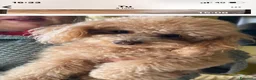 Barboncino Toy cani in vendita: vendita cucciole di barboncino toy  a Città Metropolitana di Napoli - Annuncio 1