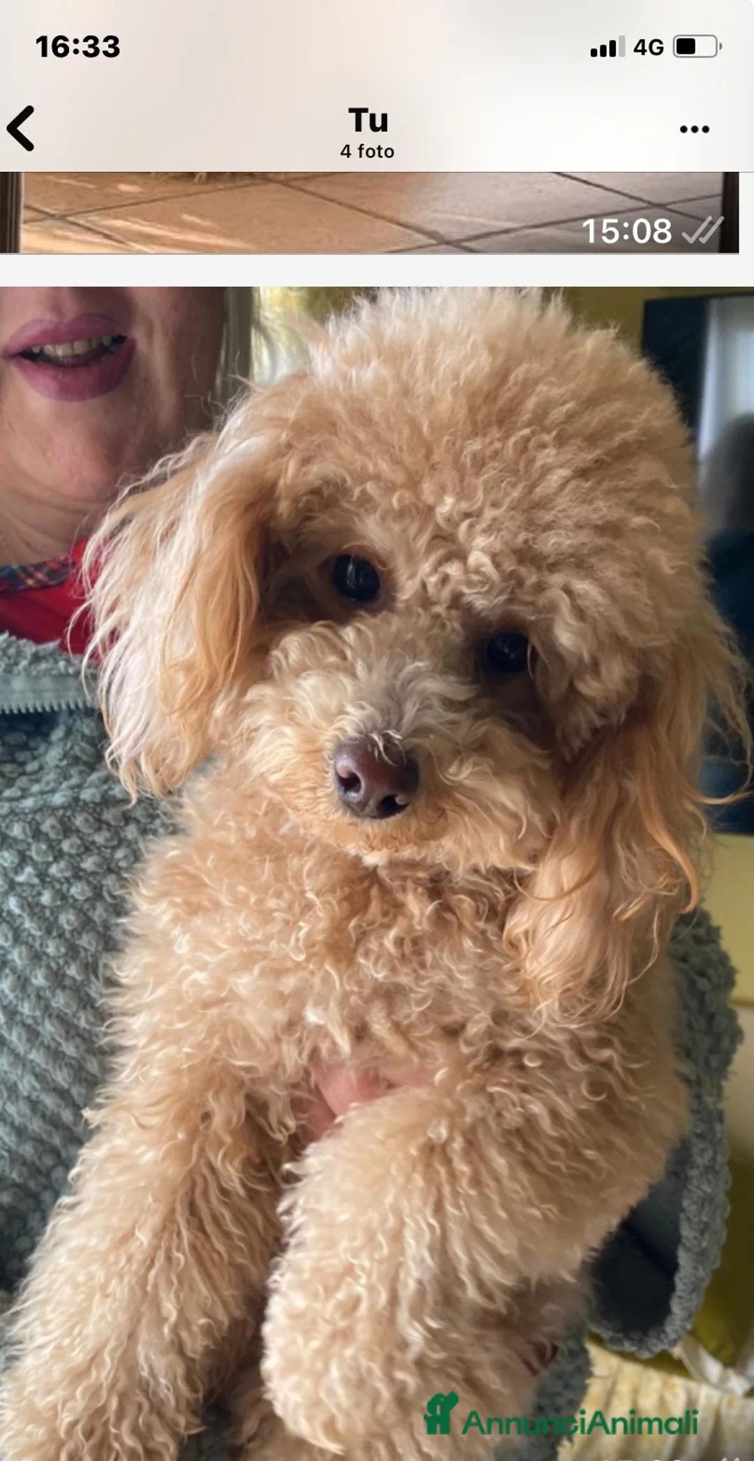 Barboncino Toy cani in vendita: vendita cucciole di barboncino toy  a Città Metropolitana di Napoli - Annuncio 1