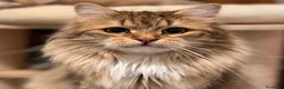Siberiano gatti in vendita: Cuccioli Siberiano - Annuncio 5