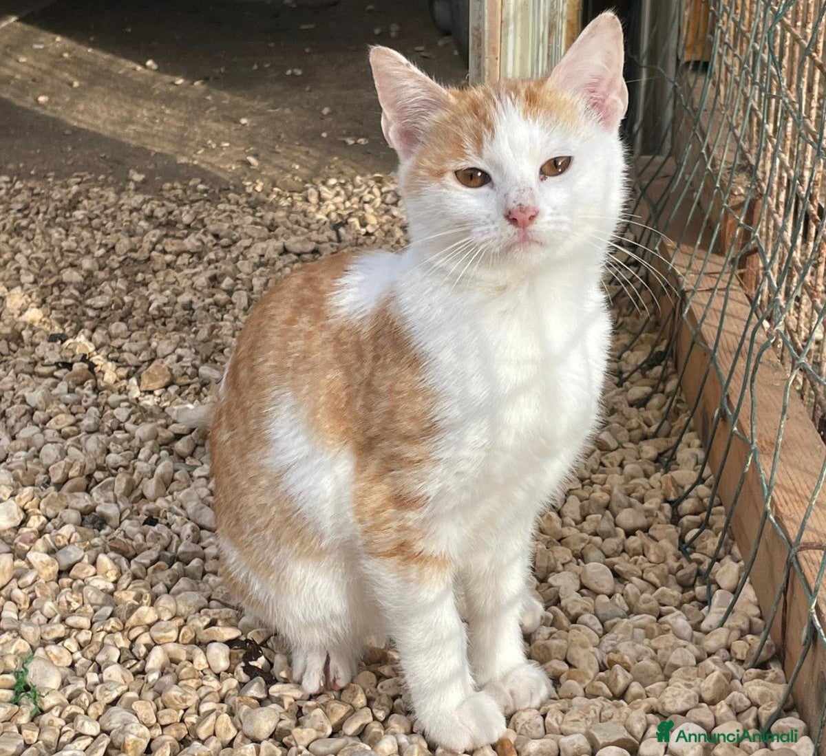 Altre razze gatti LA SPLENDIDA KANGA - Annuncio 6