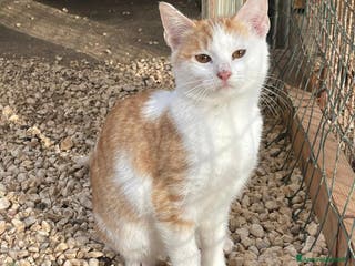 Altre razze gatti LA SPLENDIDA KANGA - Annuncio 8