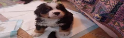 Bovaro del Bernese cani in vendita: Cuccioli bovaro del bernese liguria - Annuncio 4