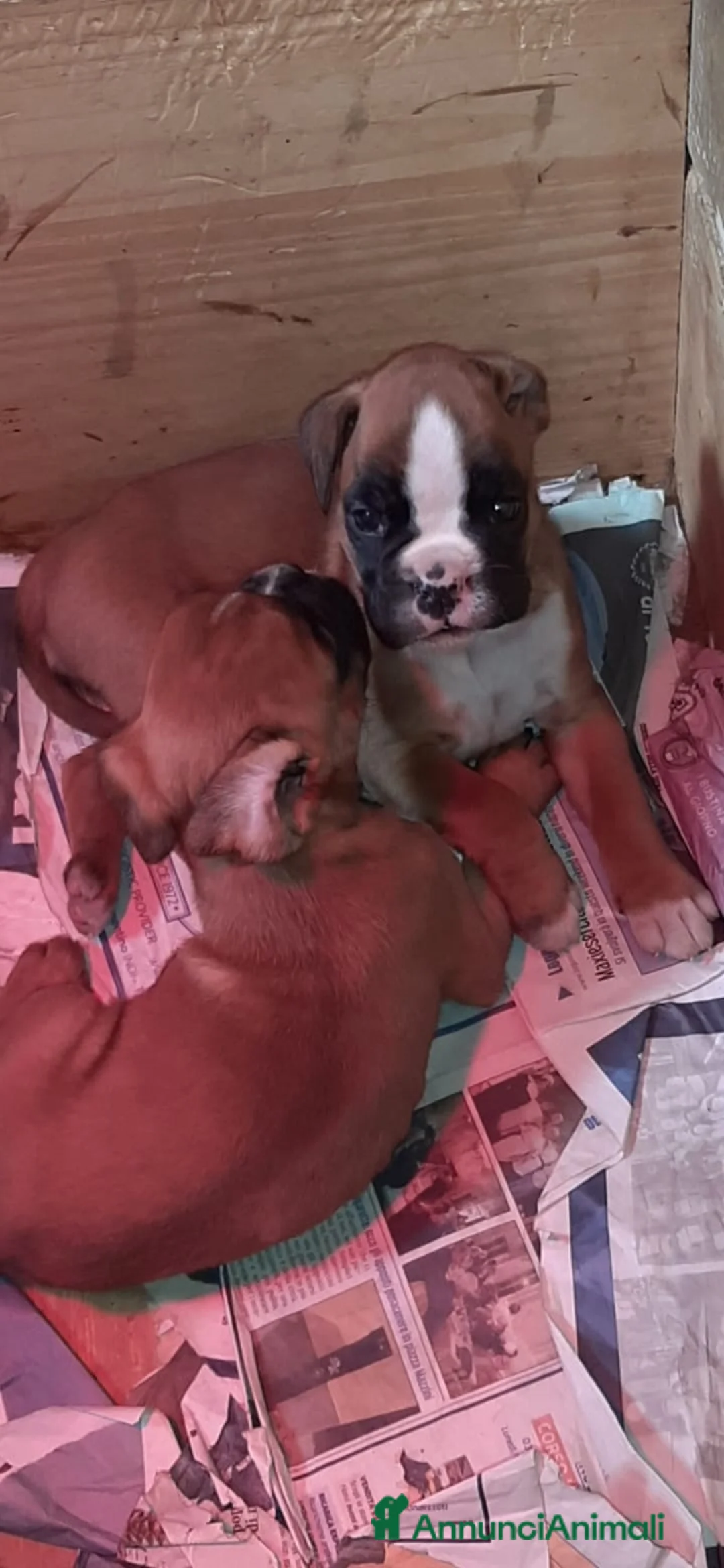 Boxer cani in vendita: Boxer Cuccioli  - Annuncio 5