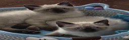 Siamese gatti in vendita: Siamesini seal point - Annuncio 2