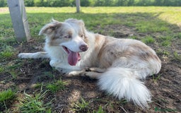 Border Collie cani per accoppiamento: Border Collie Lilac Merle disponibile per monte. a Città Metropolitana di Venezia - Immagine 1
