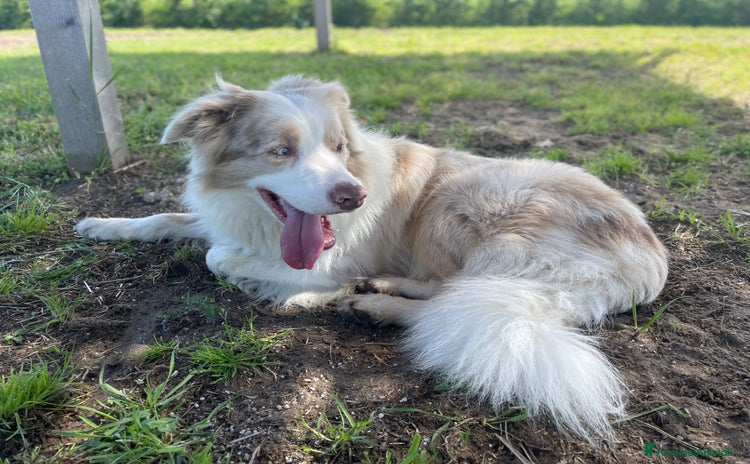 Border Collie cani a Città Metropolitana di Venezia - Annuncio 11
