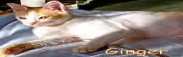 Europeo gatti in regalo:  GINGER E GELSOMINO GATTINI DOLCISSIMI - Annuncio 3