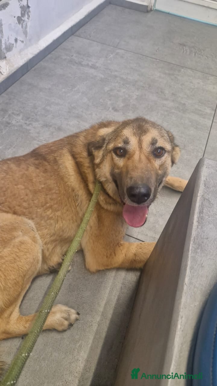 Meticcio cani Splendido meticcio - Whisky - Annuncio 2