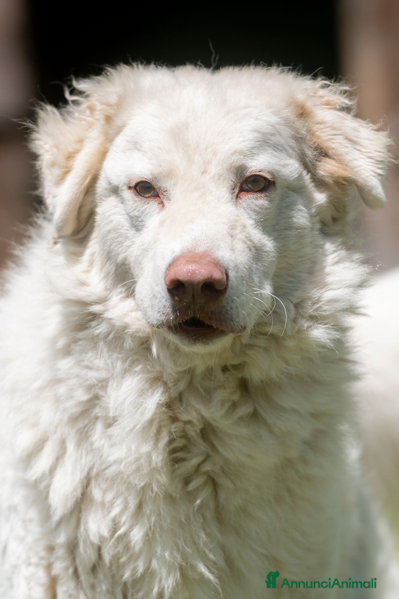 Meticcio cani FULVIO STA PERDENDO LE SPERANZE, IN ADOZIONE - Annuncio 22