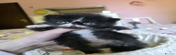 Persiano gatti in vendita: Cuccioli persiani  - Annuncio 4