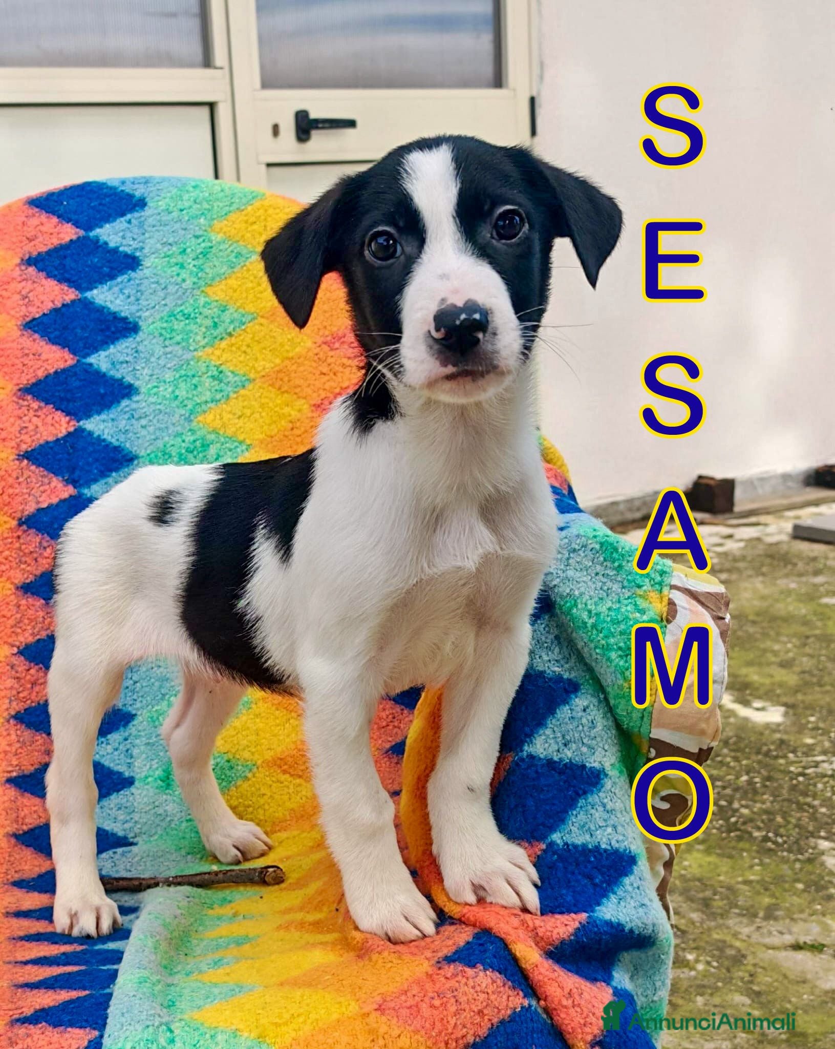 Meticcio cani SESAMO 💙 - cucciolo futura taglia medio-piccola - Annuncio 21