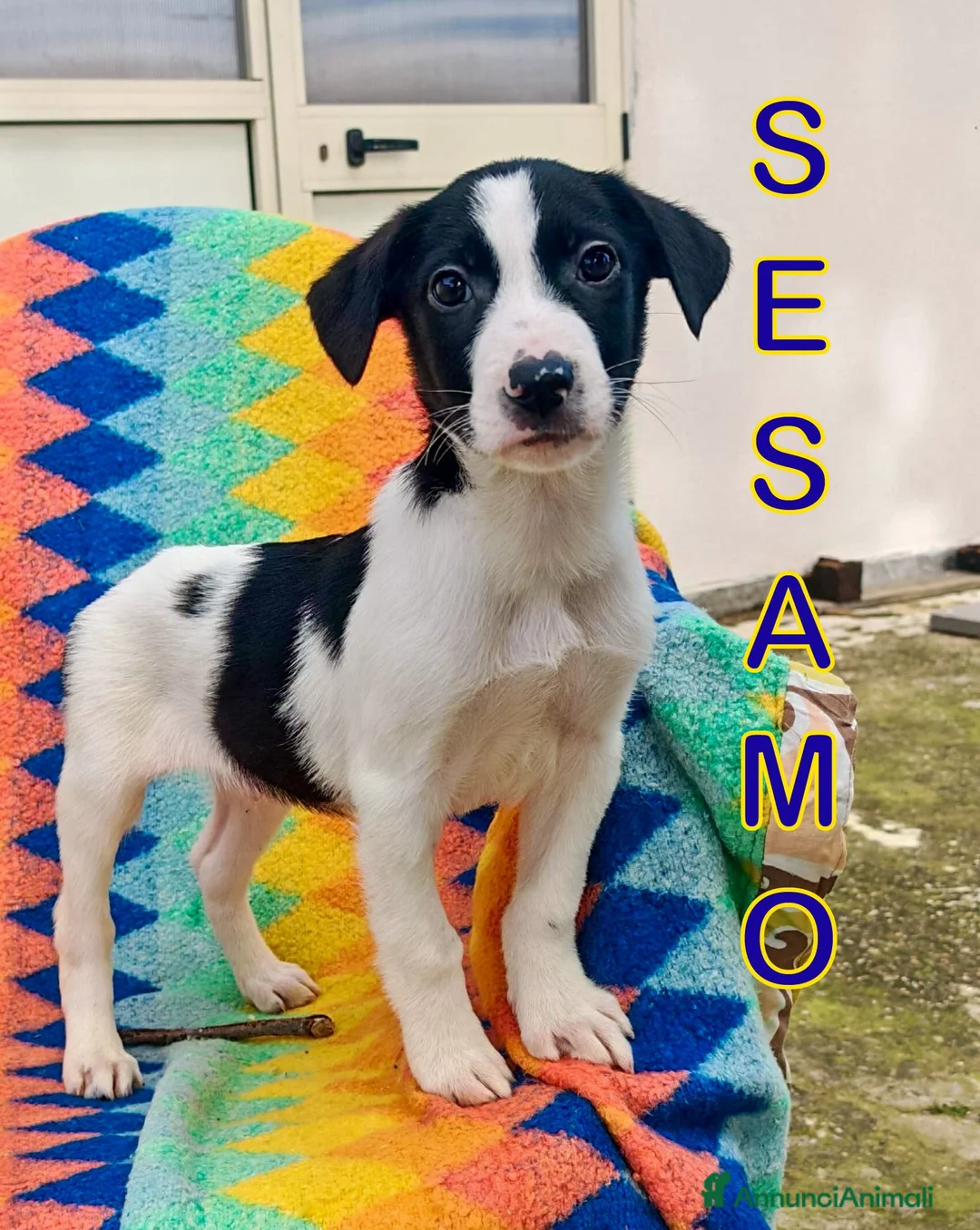 Meticcio cani in regalo: SESAMO 💙 - cucciolo futura taglia medio-piccola - Annuncio 1