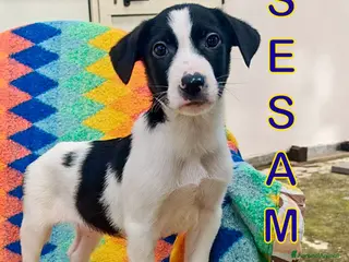 Meticcio cani SESAMO 💙 - cucciolo futura taglia medio-piccola - Annuncio 27