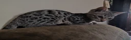 Bengala gatti in vendita: Gatto del Bengala cuccioli  - Annuncio 3