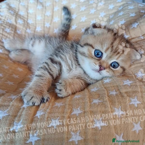 Scottish gatti Cuccioli Scottish Fold con Pedigree - Annuncio 23
