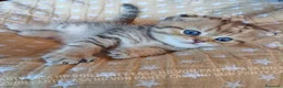 Scottish gatti in vendita: Cuccioli Scottish Fold con Pedigree - Annuncio 1