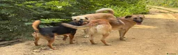 Pastore Tedesco cani in regalo: ANNIE, intelligenza da Pastore, super coccolona! - Annuncio 11