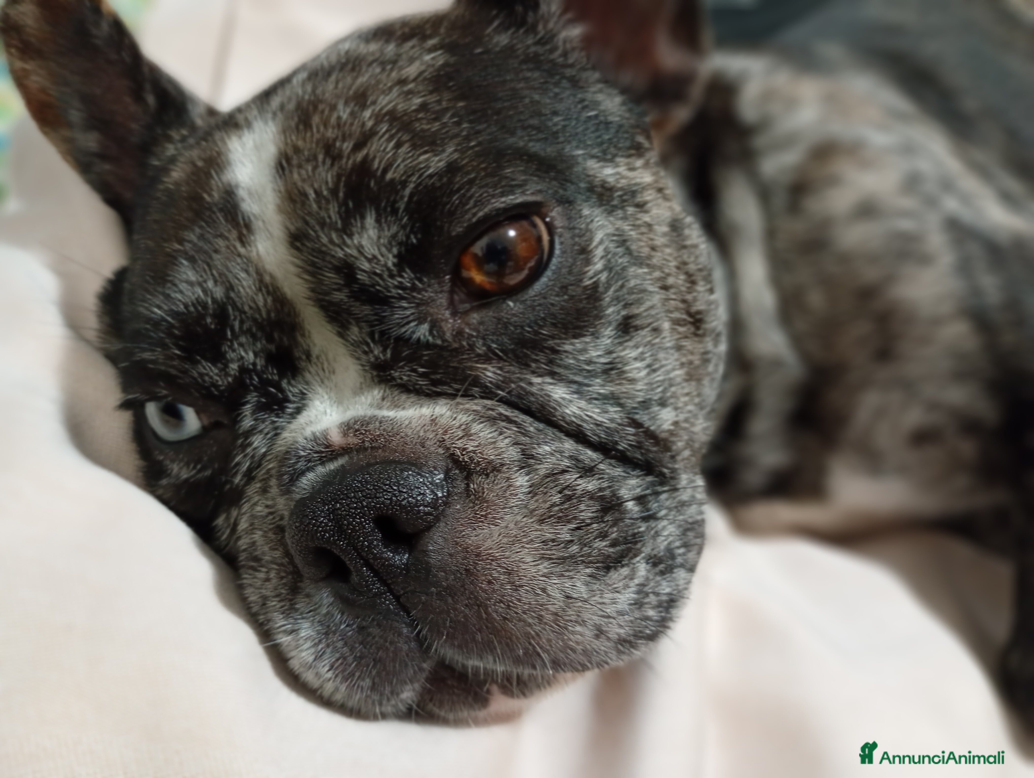 Bulldog Francese cani Cuccioli  - Annuncio 1