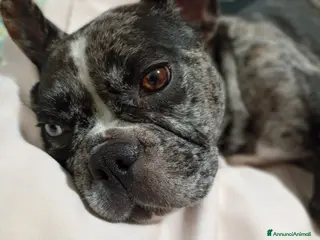 Bulldog Francese cani Cuccioli - Annuncio 1