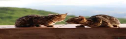 Bengala gatti in vendita: Cuccioli Bengala a Provincia di Cosenza - Annuncio 21