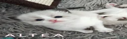 Ragdoll gatti in vendita: Femminucce ragdoll seal bicolore  a Città Metropolitana di Napoli - Annuncio 5