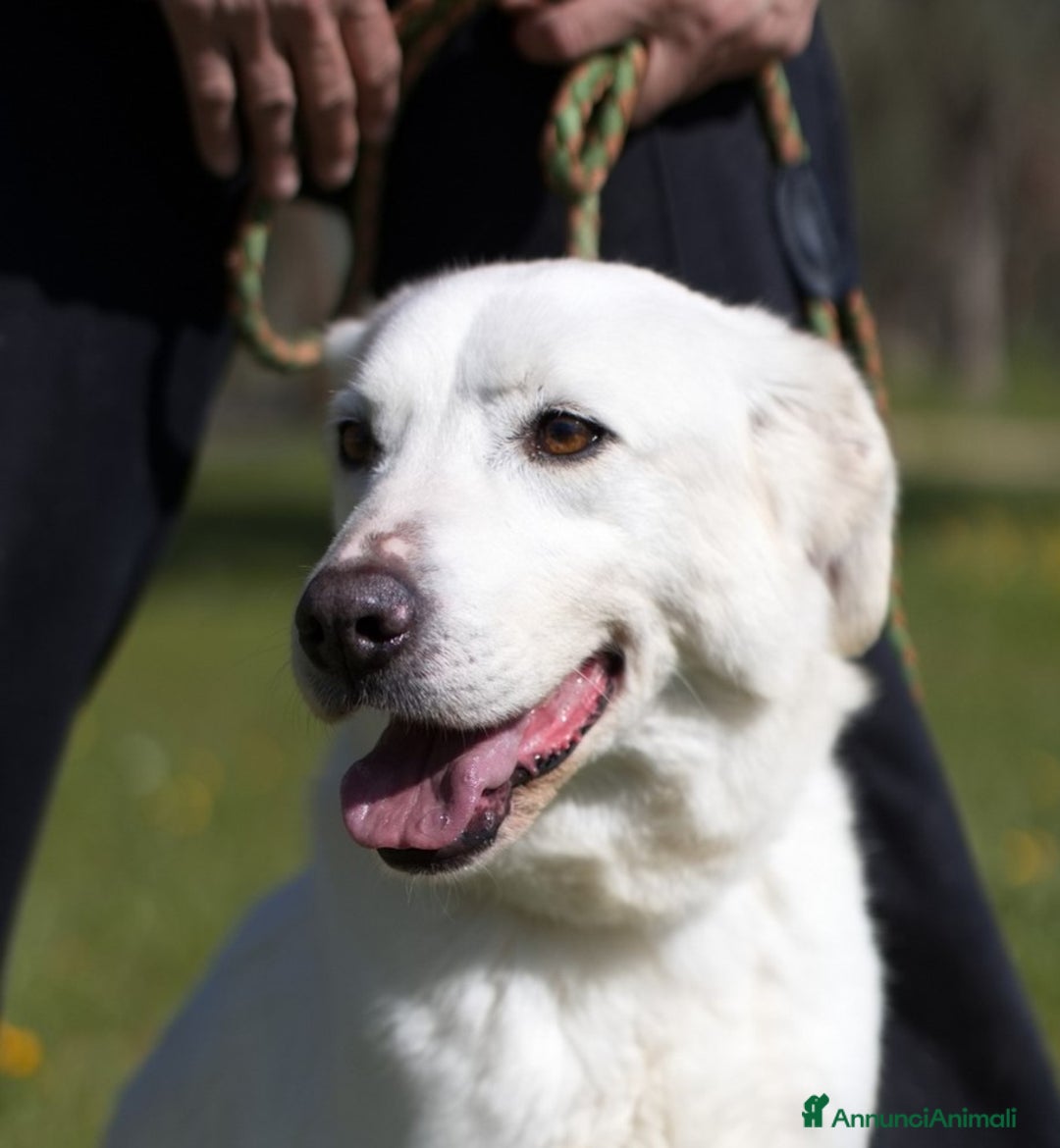 Meticcio cani in regalo: Ellen, un cane pronto a splendere a Città Metropolitana di Bari - Annuncio 1