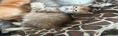 Nala
