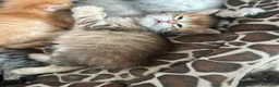 Siberiano gatti in vendita: Cuccioli Siberiano - Annuncio 13