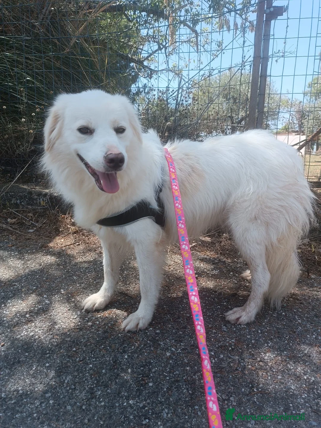 Meticcio cani in regalo: Fratello e sorella 3anni aspettano da sempre.CALAB a Città metropolitana di Milano - Annuncio 5