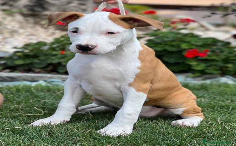 American Staffordshire cani a Città Metropolitana di Torino - Annuncio 2