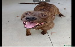 Pitbull cani in regalo: Pitbull tigrato adulto dalla cantina al box.PARMA a Città metropolitana di Milano - Immagine 1