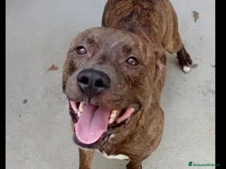 Pitbull cani Pitbull tigrato adulto dalla cantina al box.PARMA a Città metropolitana di Milano - Annuncio 6