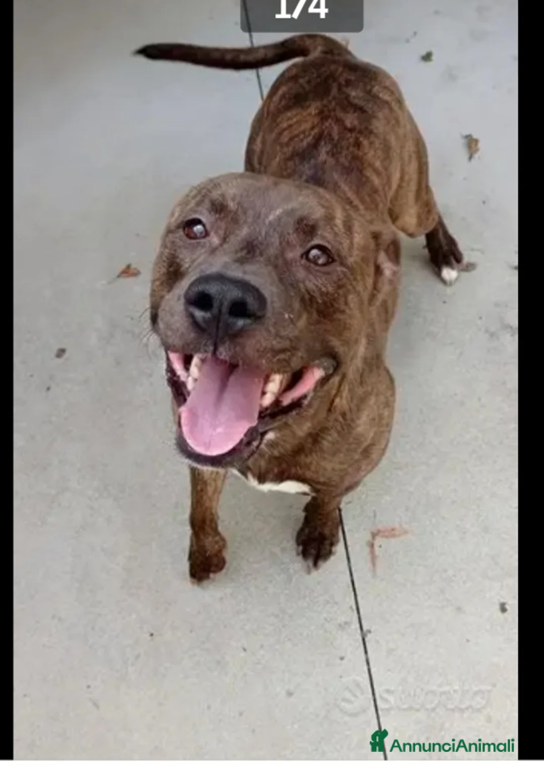 Pitbull cani in regalo: Pitbull tigrato adulto dalla cantina al box.PARMA a Città metropolitana di Milano - Annuncio 1