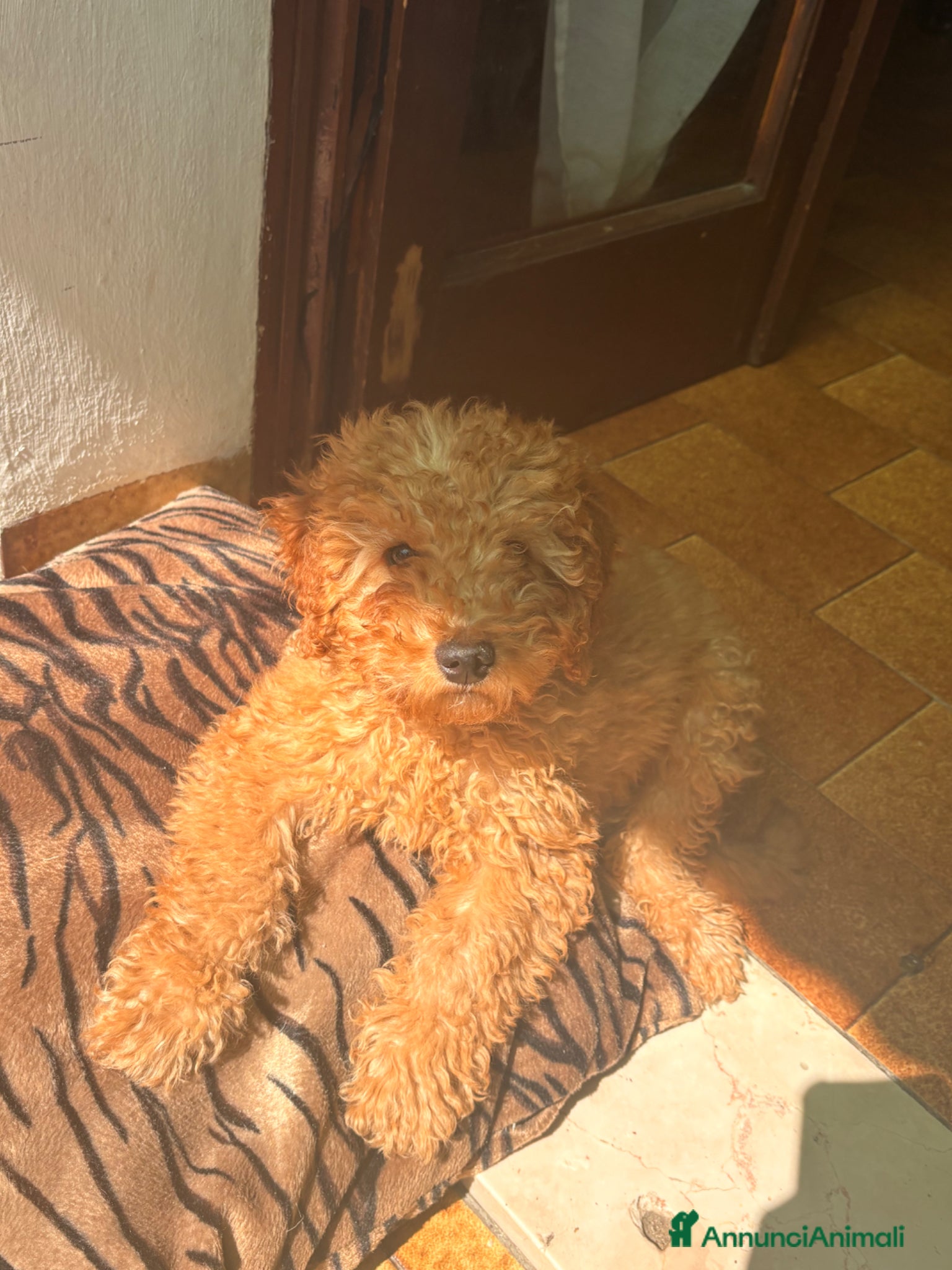 Barboncino Toy cani Barboncino toy  - Annuncio 2