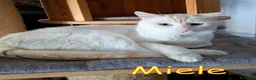 Europeo gatti in regalo: MIELE OGGI CERCA CASA PER SEMPRE - Annuncio 3