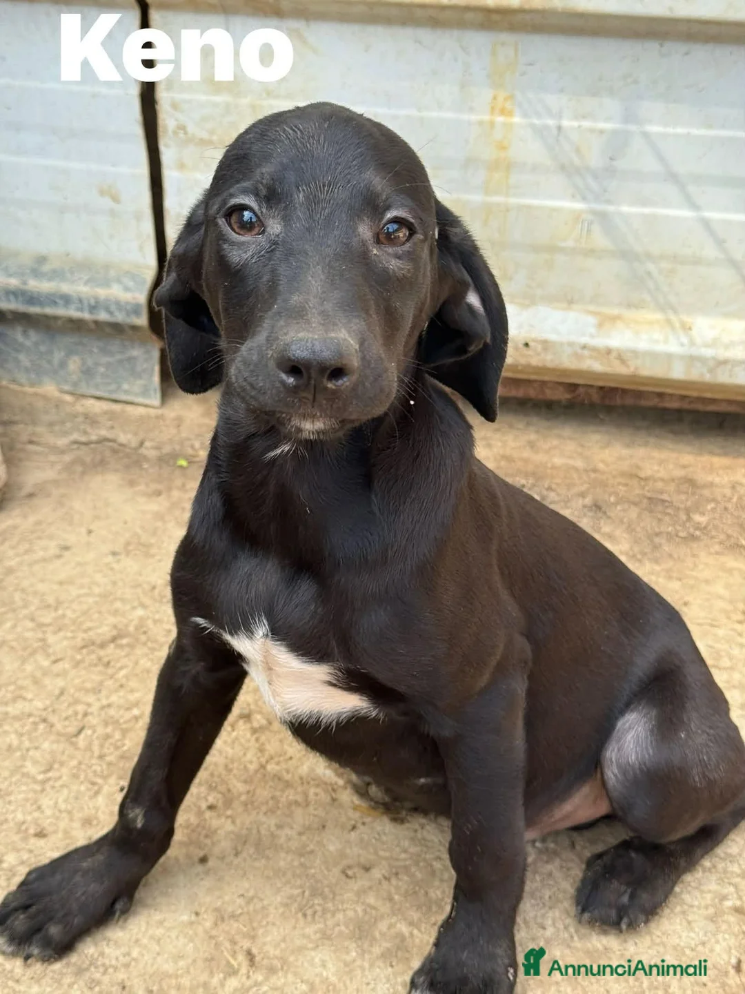 Meticcio cani in regalo: I 3 CUCCIOLI più dolci del mondo!  - Annuncio 2