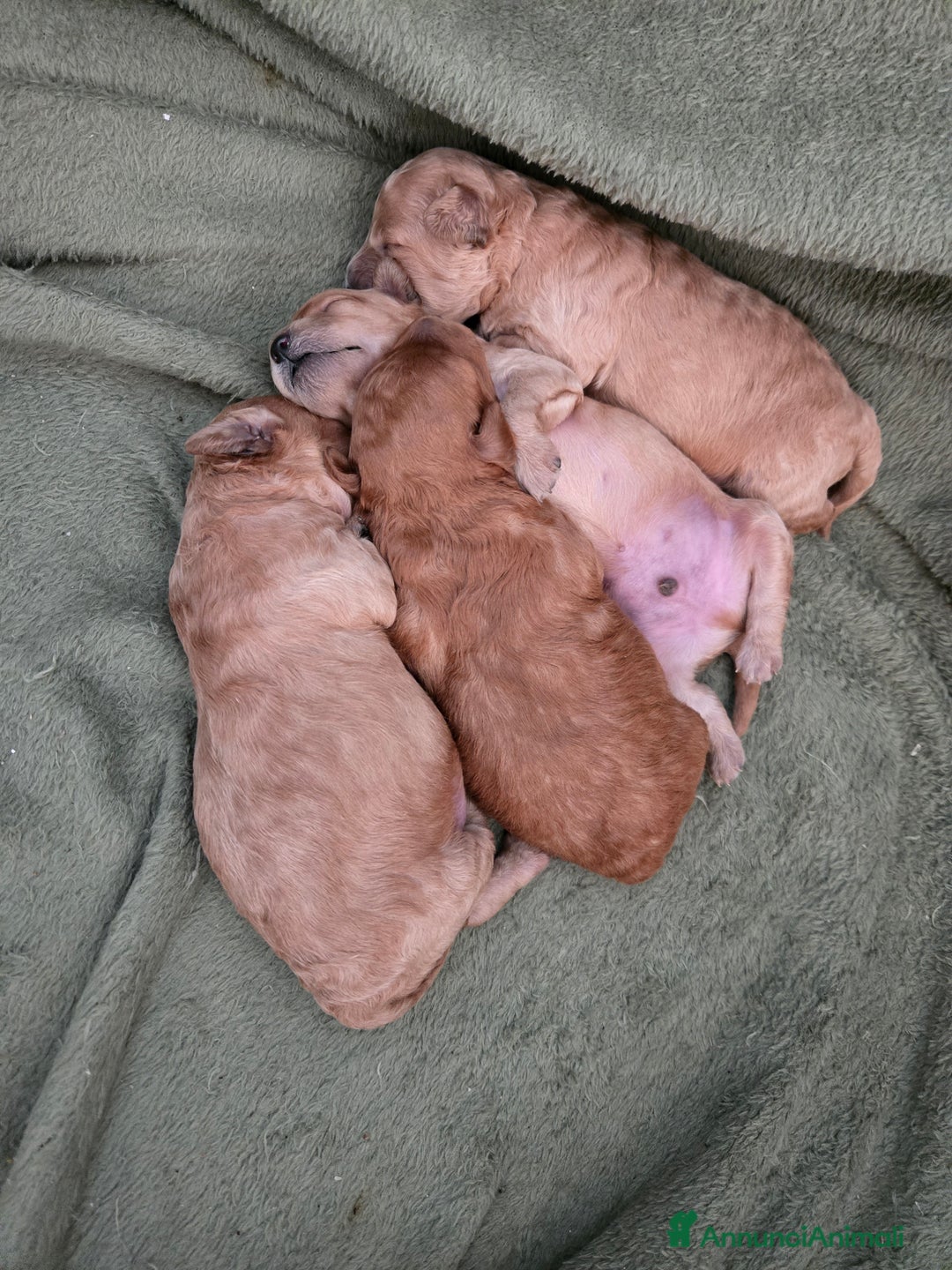 Barboncino cani in vendita: BARBONCINO NANO - Annuncio 6