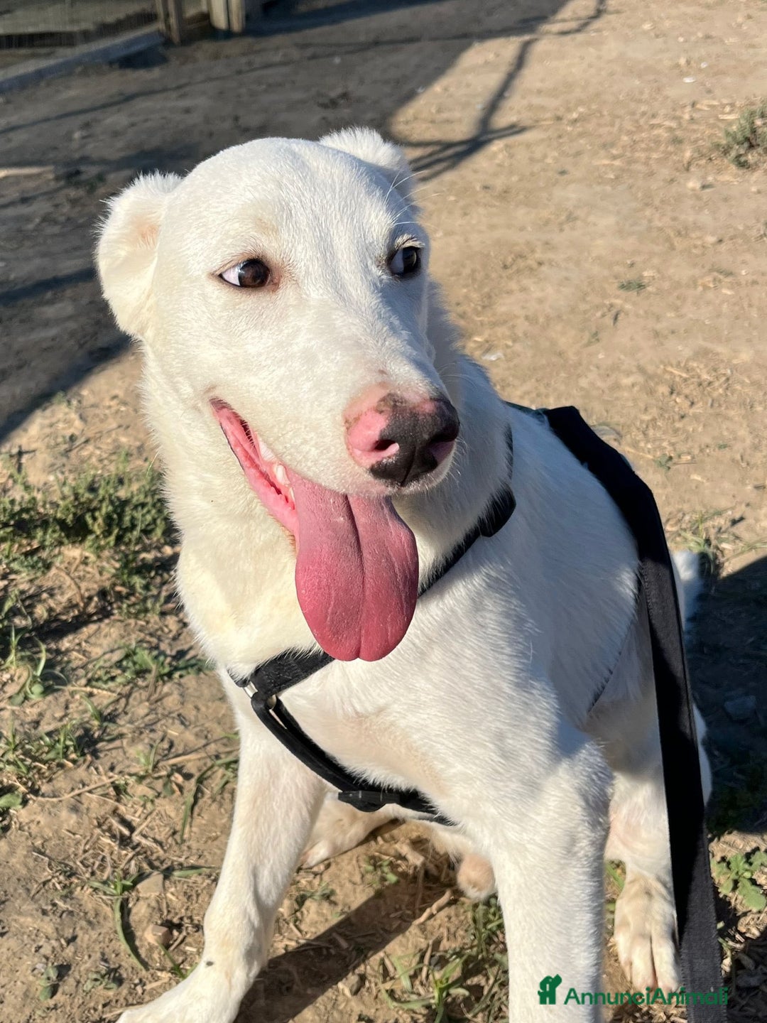 Altre razze cani in regalo: CHUCK – Cucciolo buono e socievole - Annuncio 10