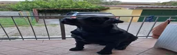 Labrador cani in vendita: Labrador Retriever a Provincia di Piacenza - Annuncio 7