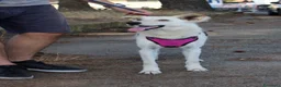 Meticcio cani in regalo: ERIS 🩷 impossibile non sorriderle a Provincia di Reggio Emilia - Annuncio 3