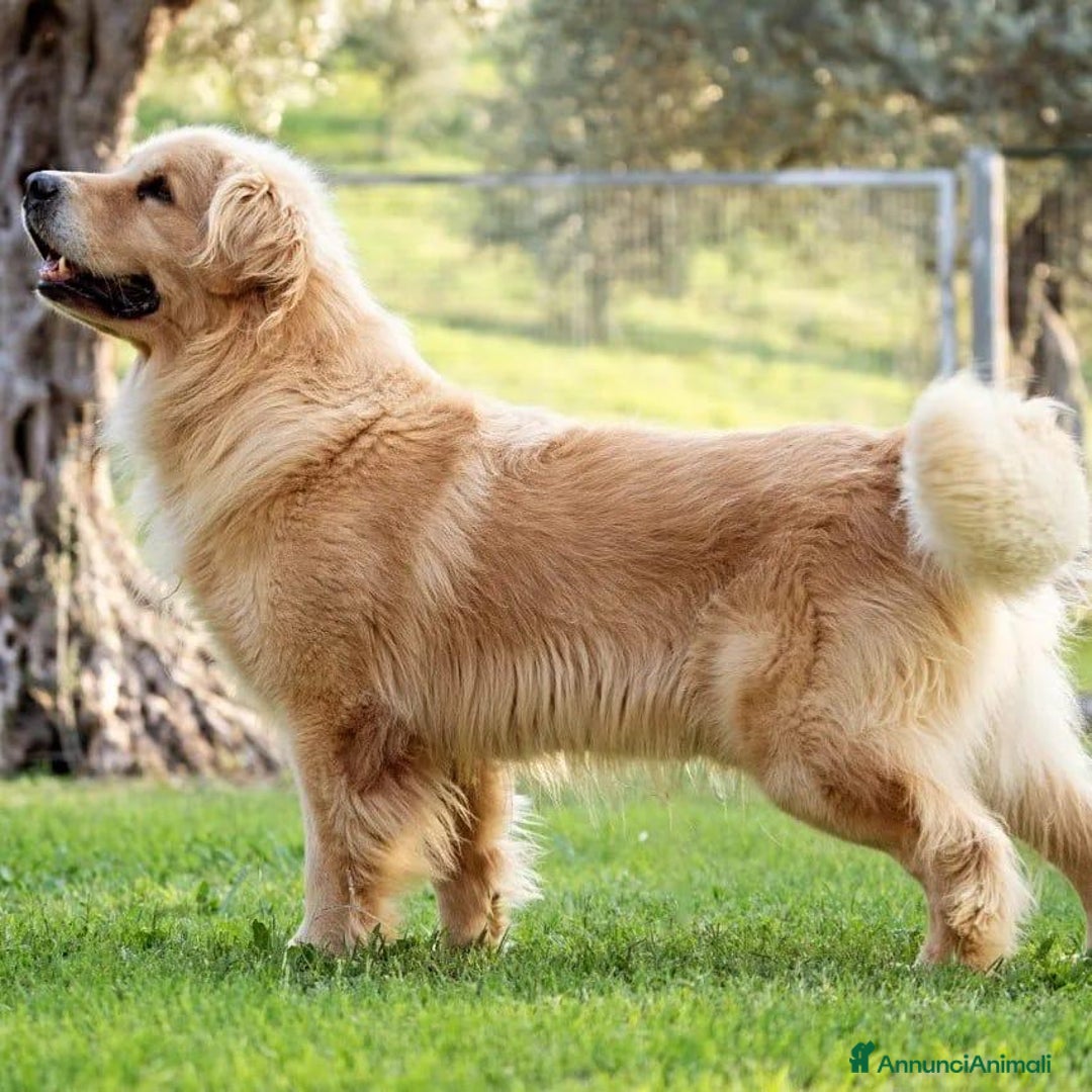 Golden Retriever cani in vendita: Cuccioli di Golden Retriever - LINEA AMERICANA  a Provincia di Pescara - Immagine 5