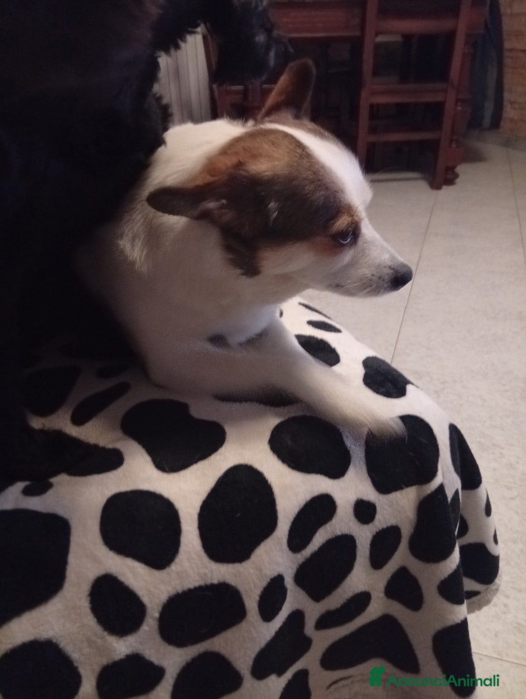 Meticcio cani in regalo: Volpino meticcio - Annuncio 3