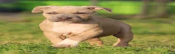 Pitbull cani in vendita: Cuccioli Pit Bull con Pedigree anche a rate  - Annuncio 7