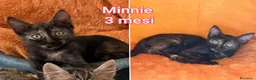 Altre razze gatti in regalo: GATTINI BISOGNOSI IN CERCA D'AMORE  a Città Metropolitana di Bologna - Annuncio 3