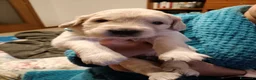 Golden Retriever cani in vendita: cuccioli golden retriever - Annuncio 7